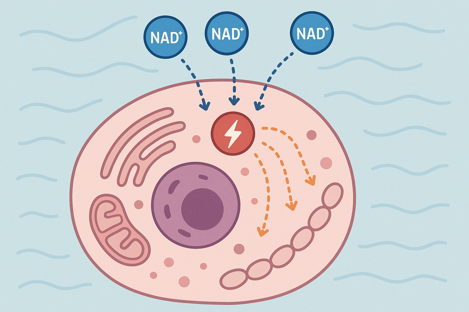 NAD+ therapy and cellular energy optimization for collagen production