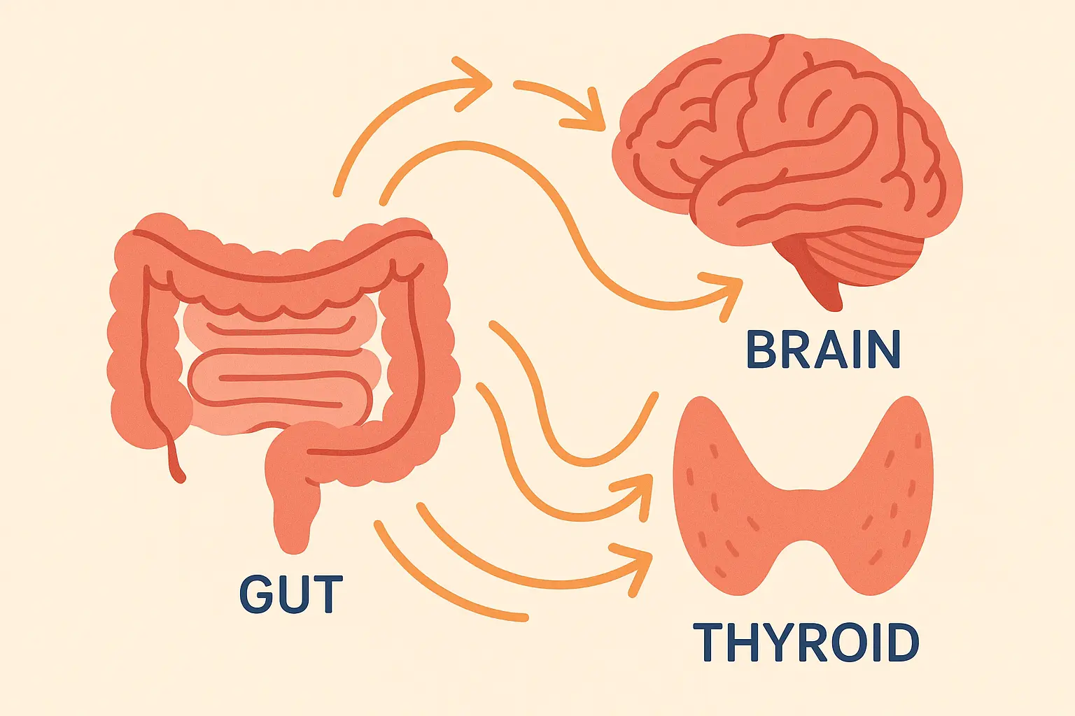 Gut-brain-thyroid axis connections