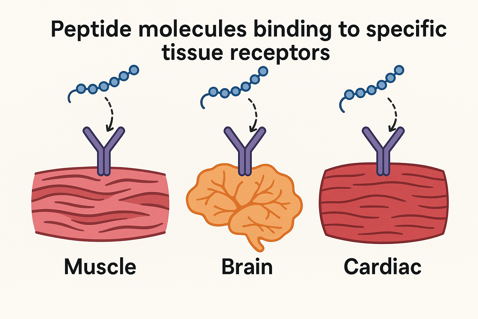 Tissue-specific peptide targeting mechanisms
