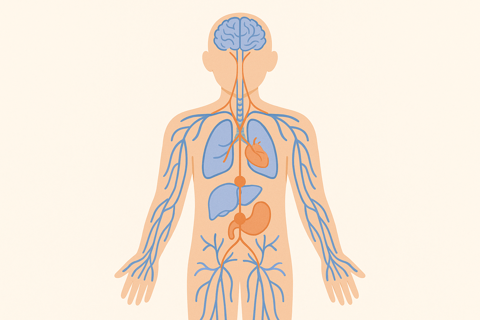 Vagus nerve pathways and attention recovery