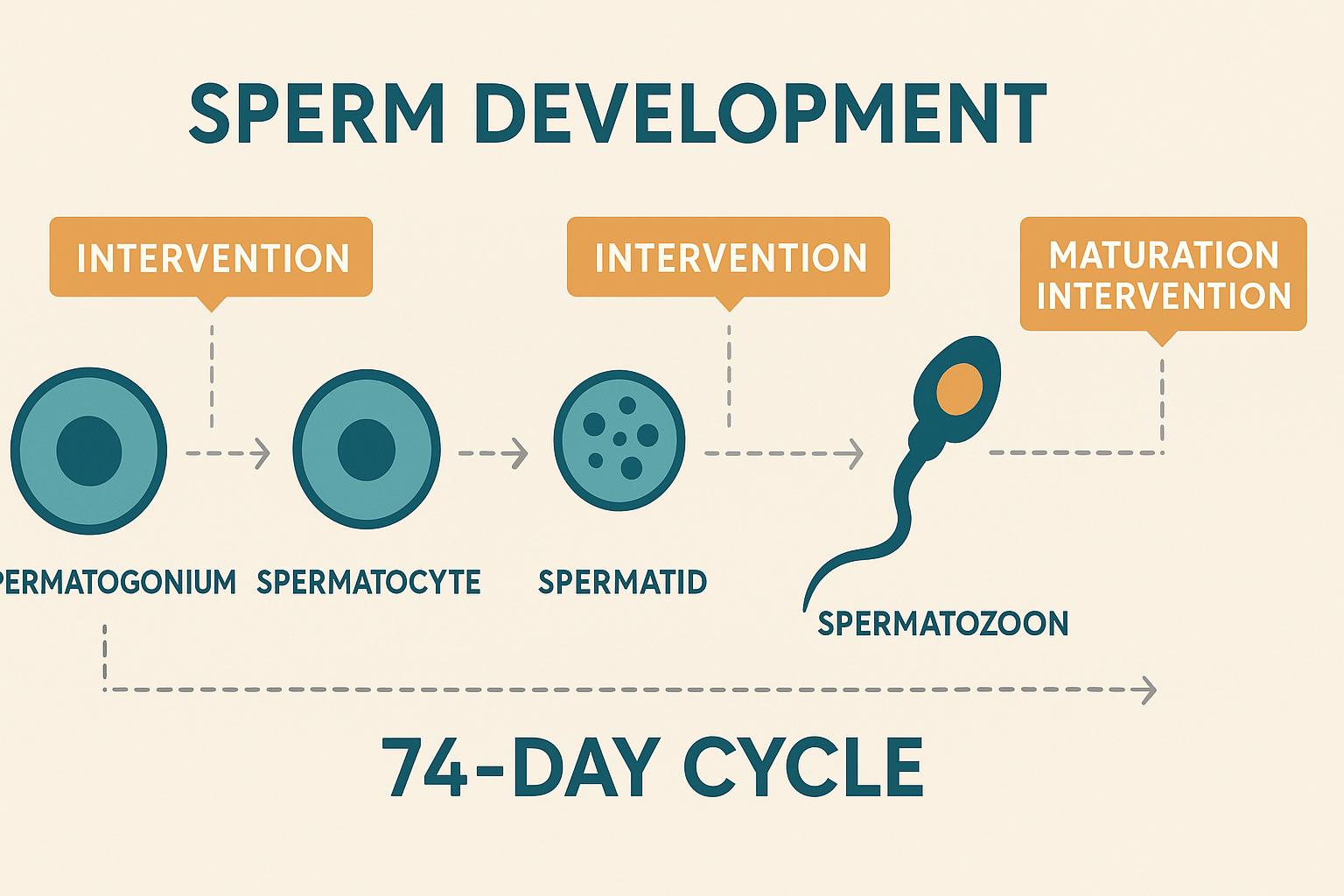 74-day sperm development cycle timeline