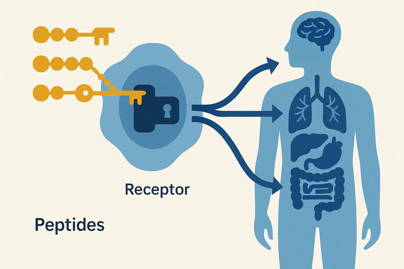 Peptides molecular structure and cellular interaction