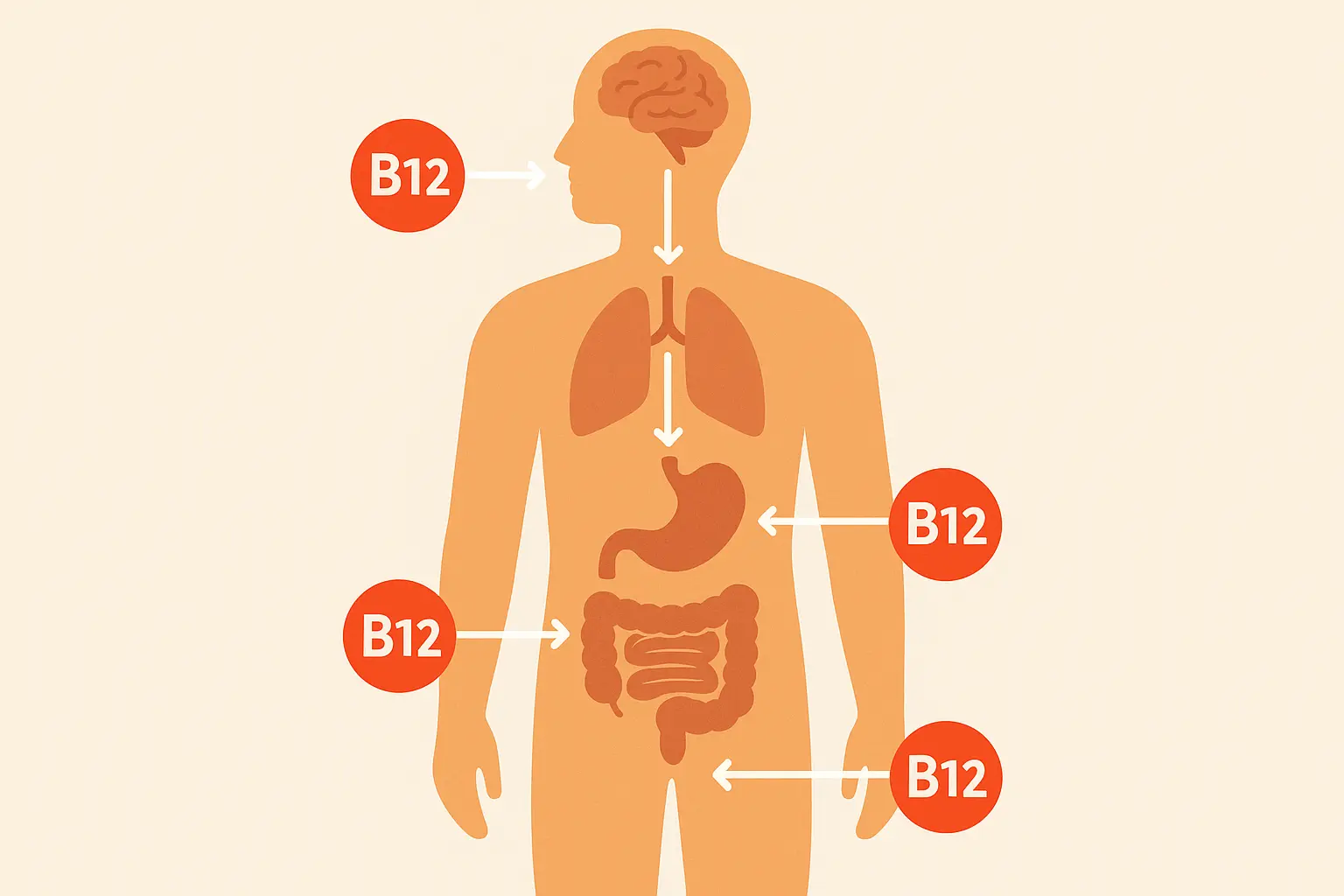 Timeline chart showing B12 absorption phases