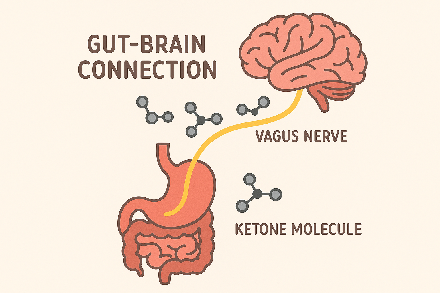 Vagus nerve and ketone communication pathways