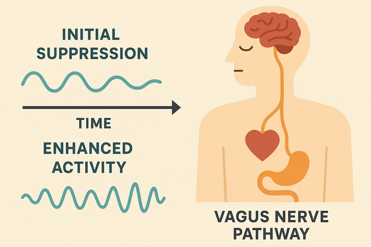 Vagus nerve response phases to IV magnesium