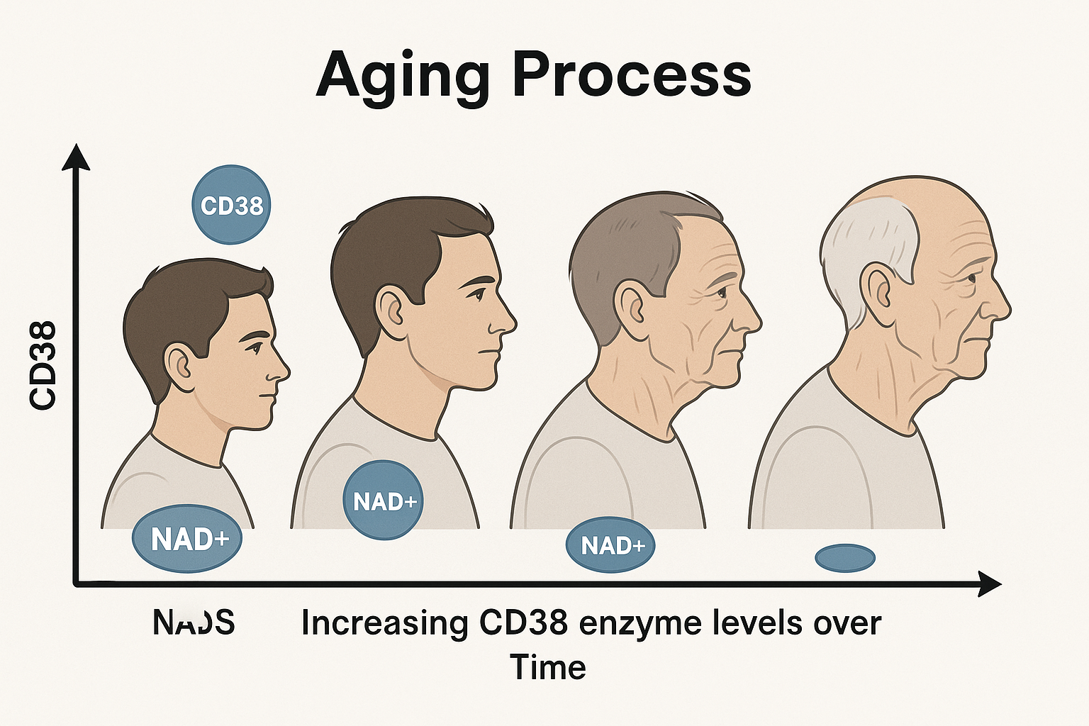 CD38 enzyme NAD degradation with age