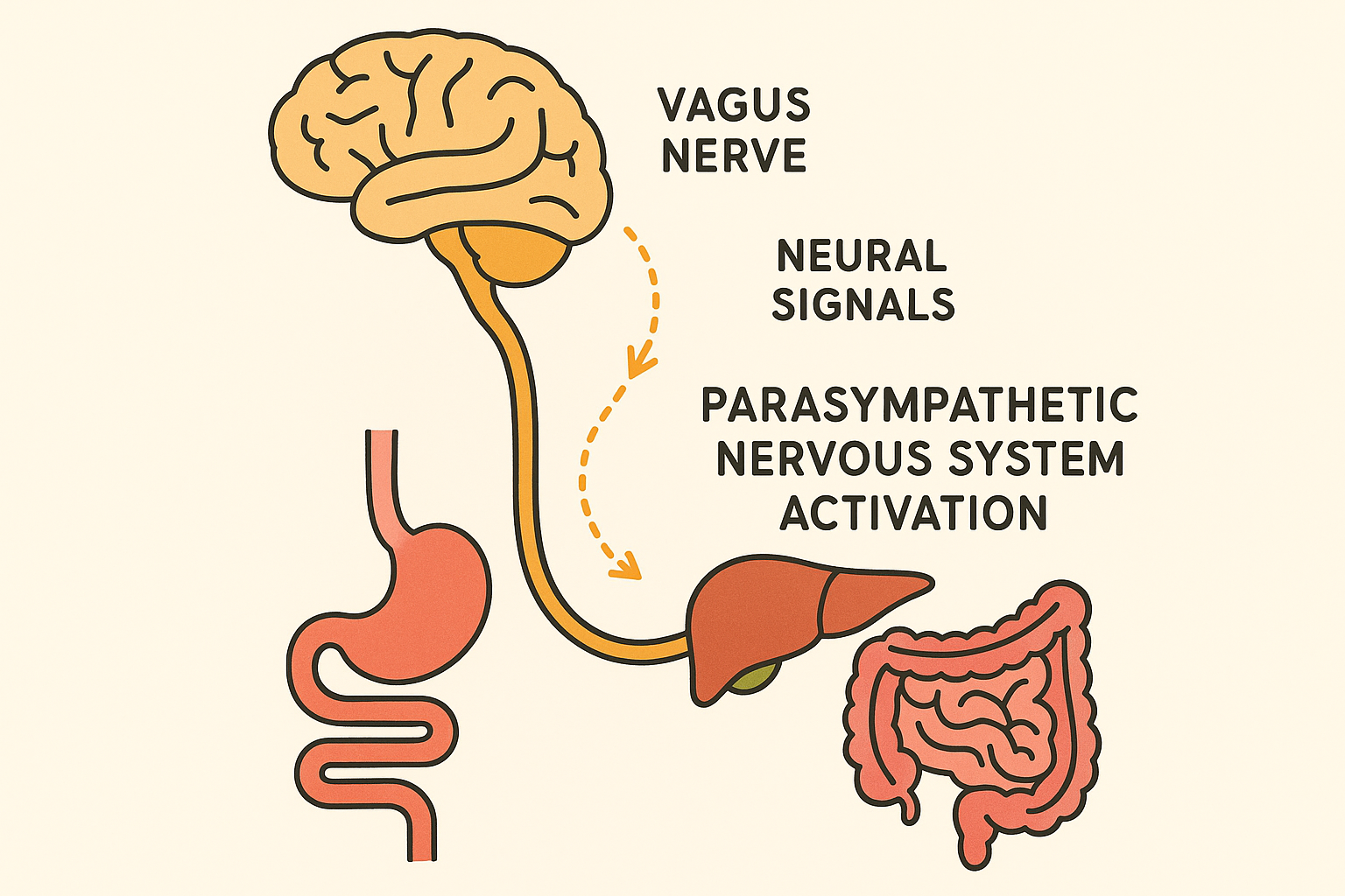 Vagus nerve pathway controlling digestion