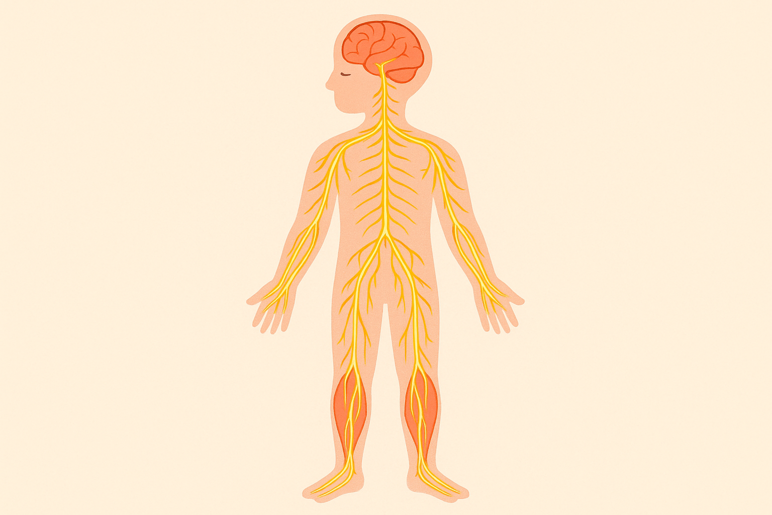 Nervous system efficiency and movement optimization