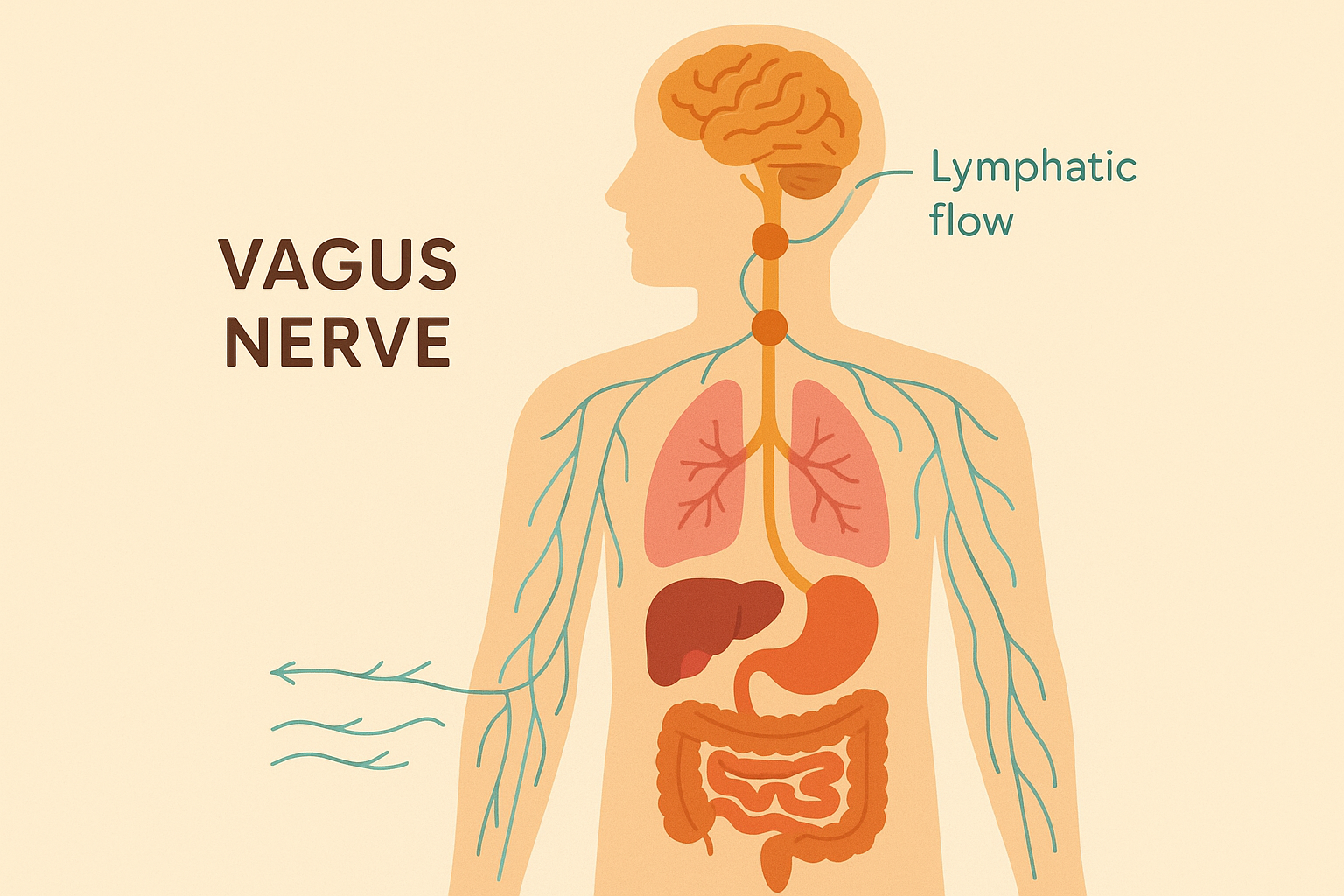Vagus nerve pathways affecting lymphatic function