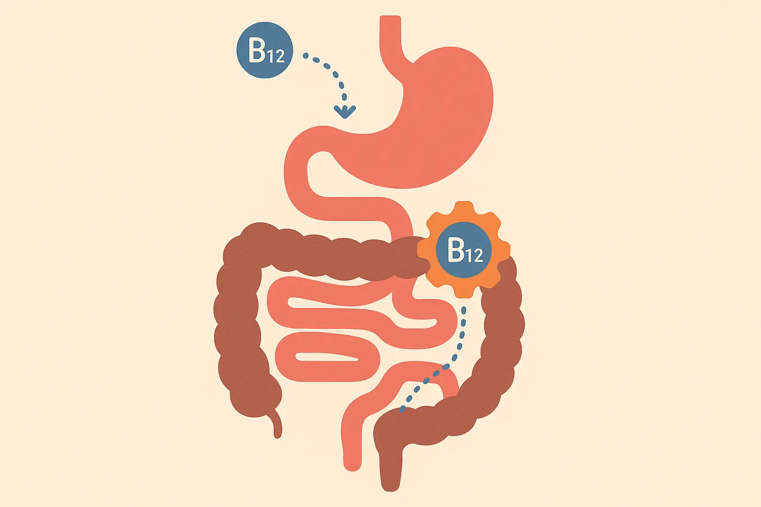 B12 absorption pathway in digestive system