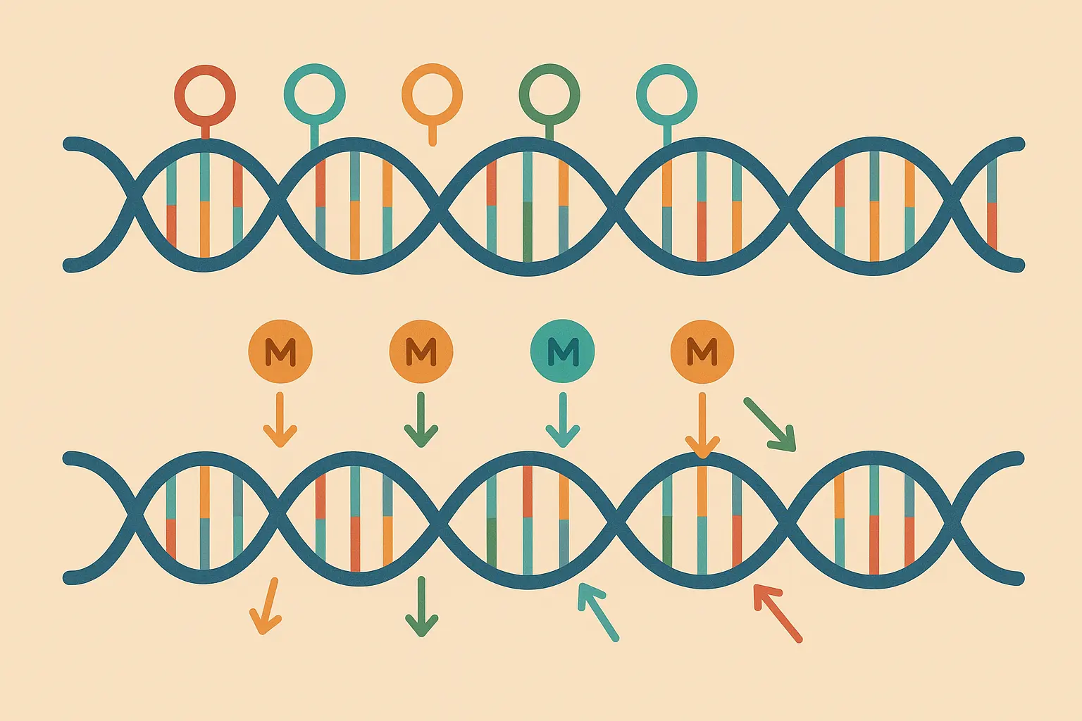 MTHFR genetic variations impact on B12