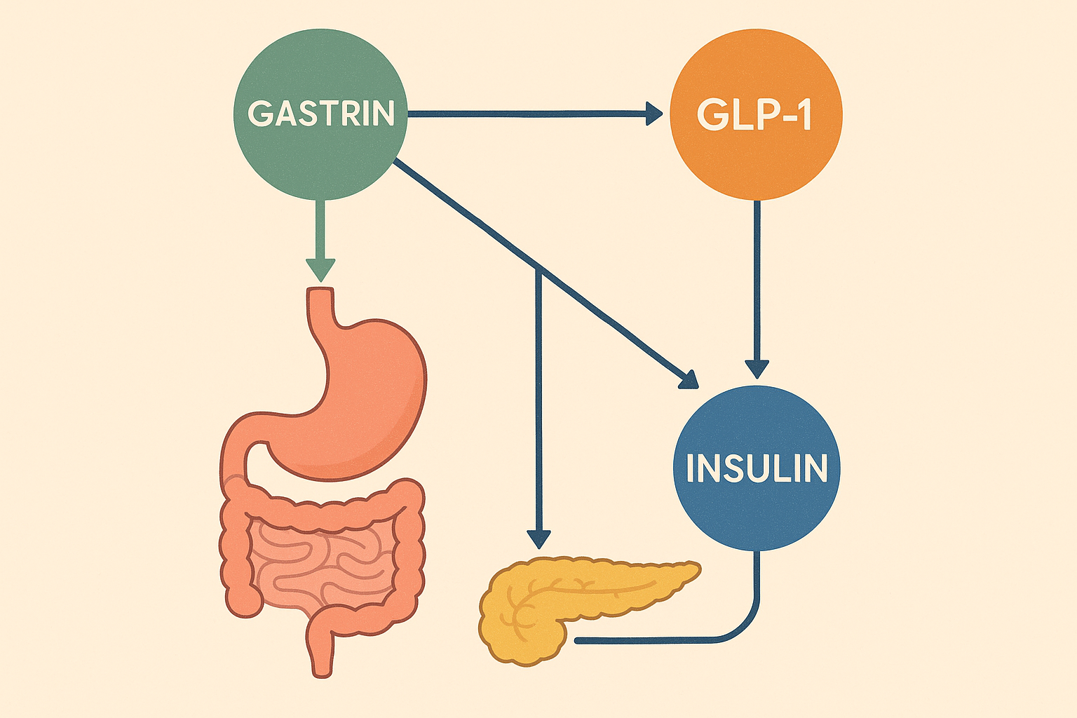 Hormonal changes affecting digestive system