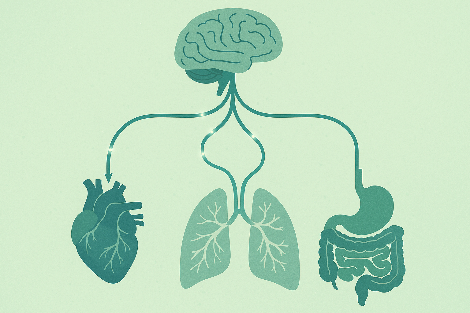 Heart rate variability and nervous system health