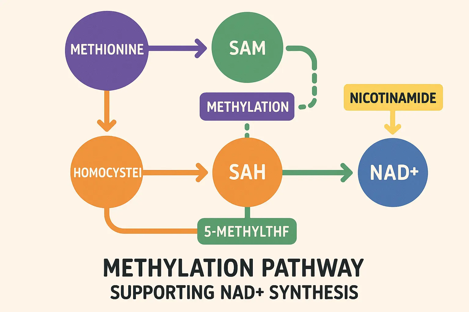 Methylation pathway support diagram