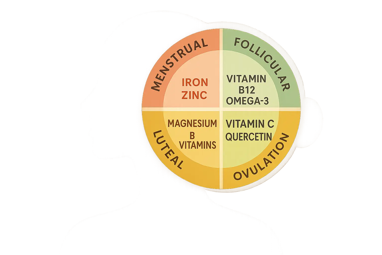 Circadian rhythm nutrient absorption patterns