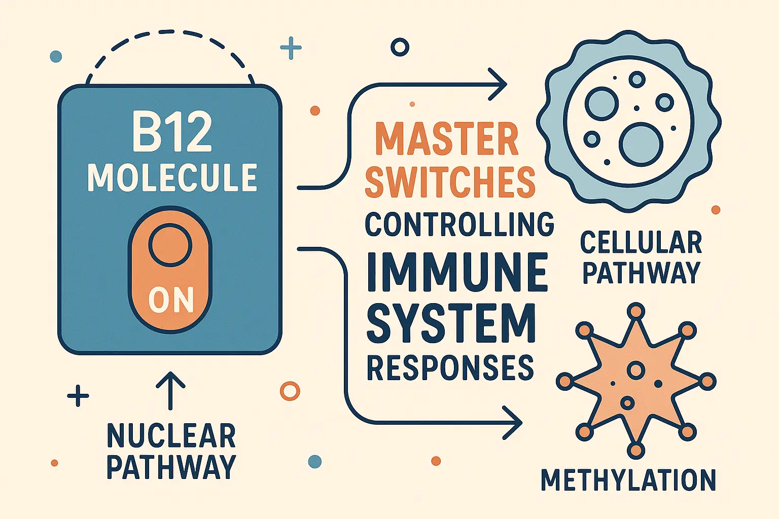 B12 methylation immune system connection