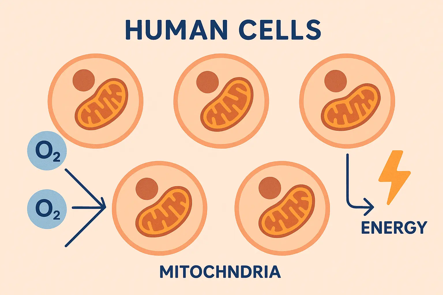 Cellular oxidative stress response mechanisms