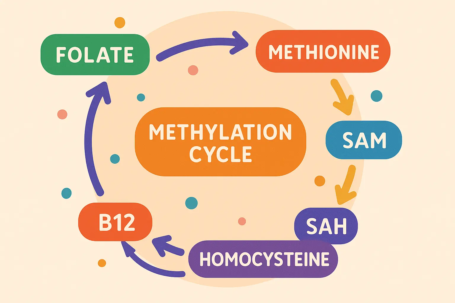 B12 and folate synergistic effects diagram