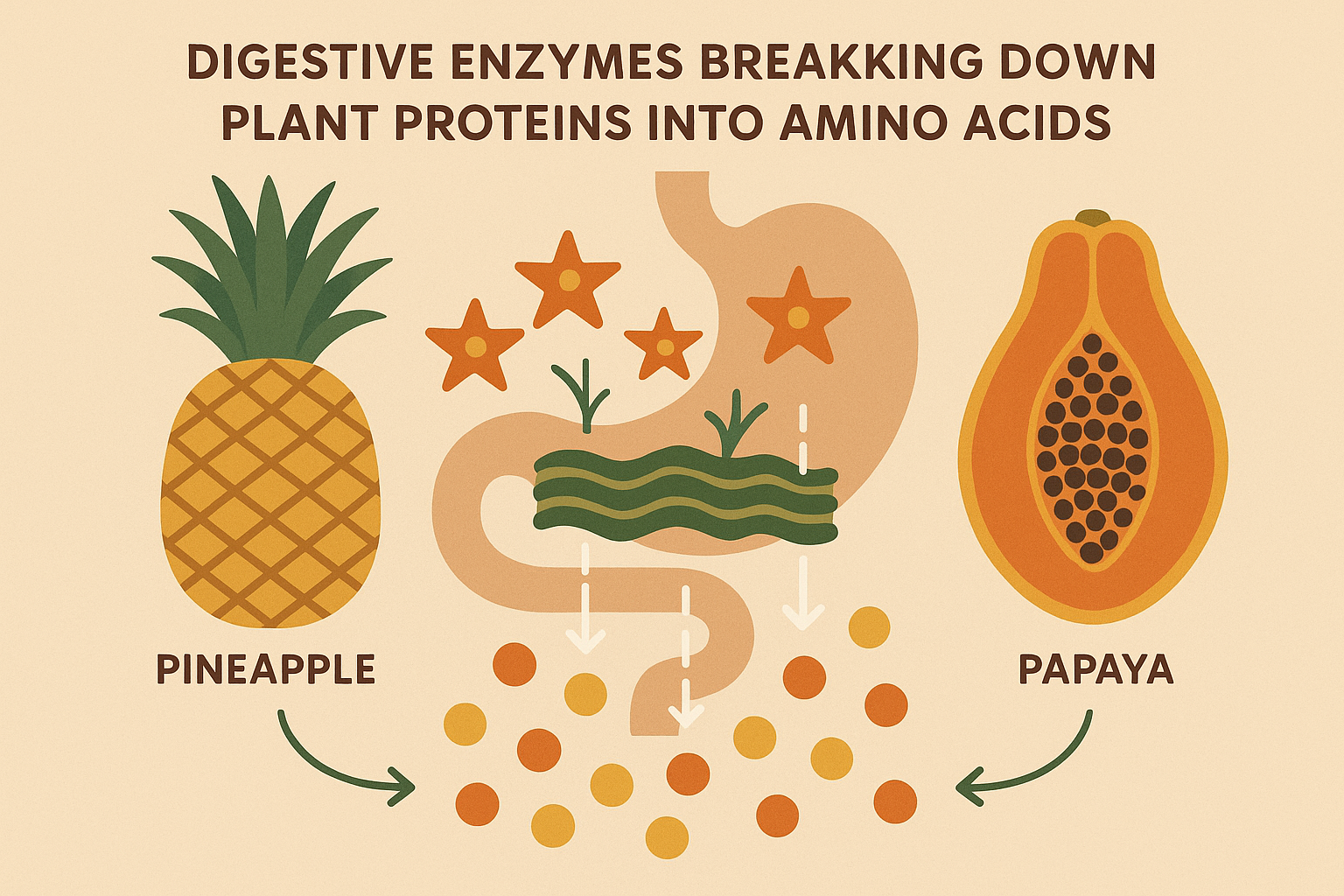 Digestive enzyme cycling for vegan bodybuilders