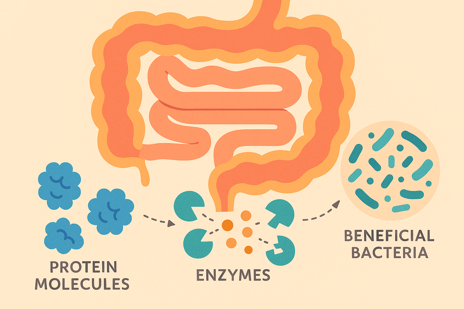 Digestive optimization for protein absorption