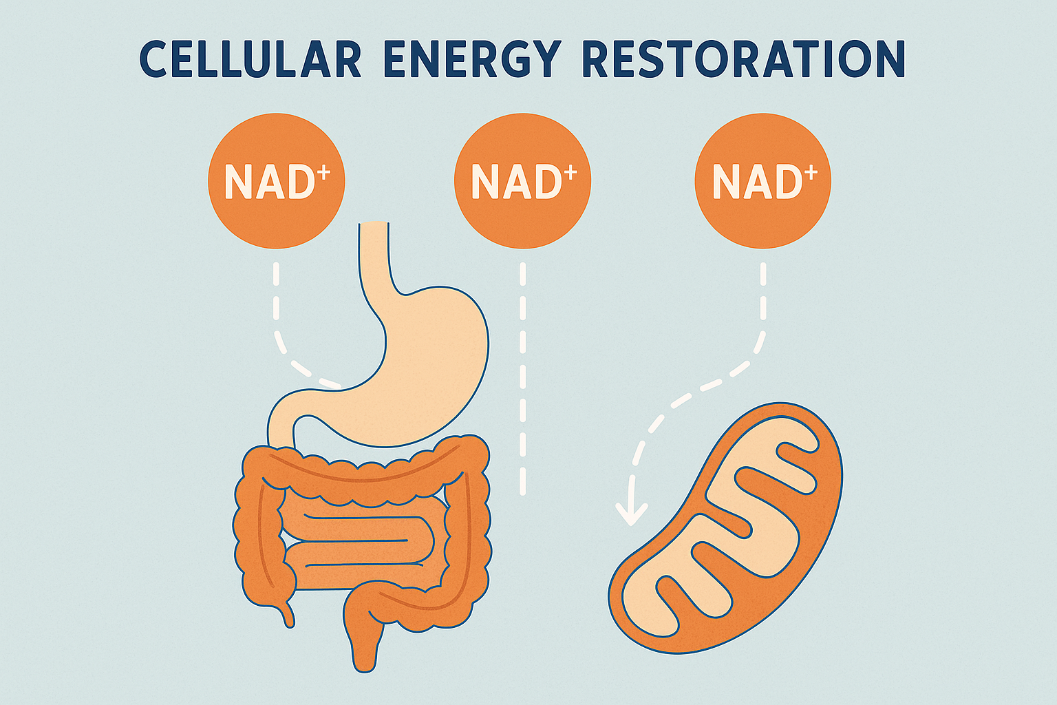 NAD+ therapy for digestive health