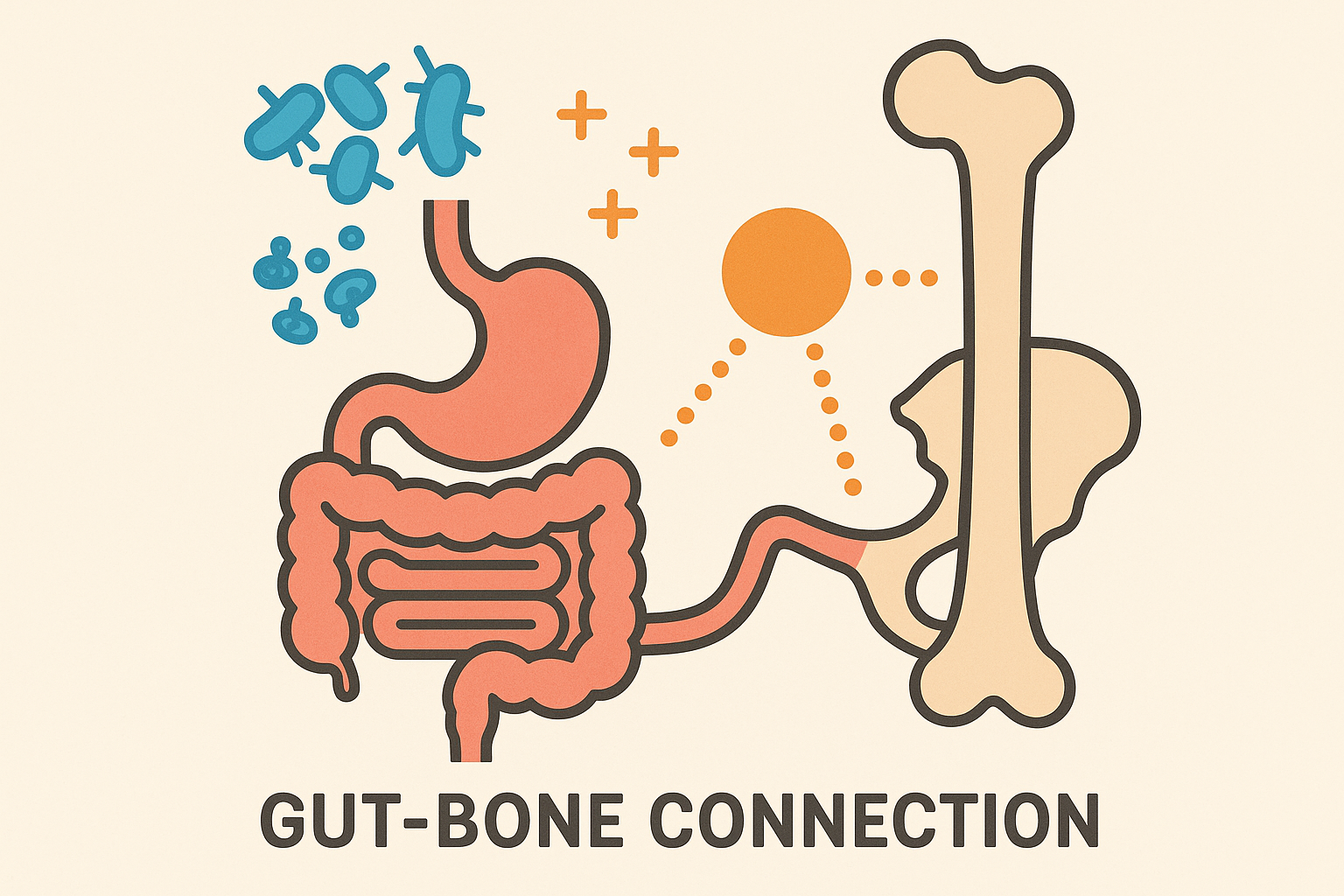 Gut microbiome and bone density connection