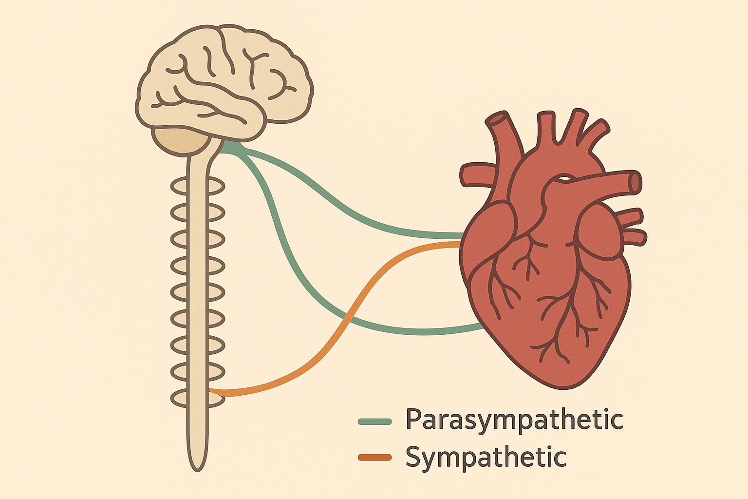 Nervous system and heart rhythm stability