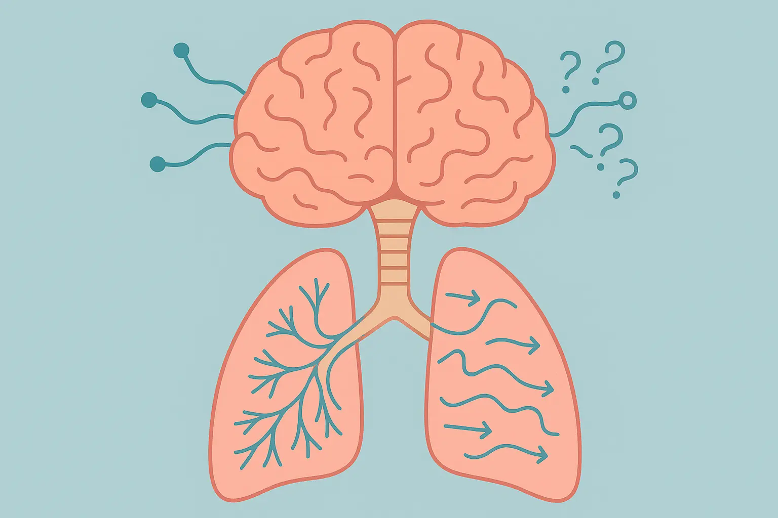 Brain-lung connection showing neurological breathing control