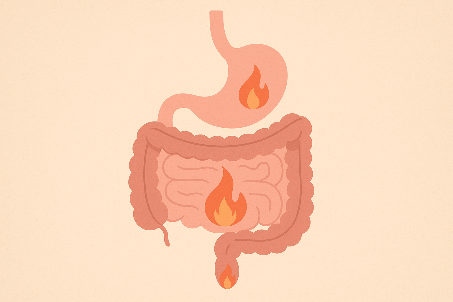 Digestive rhythm throughout the day