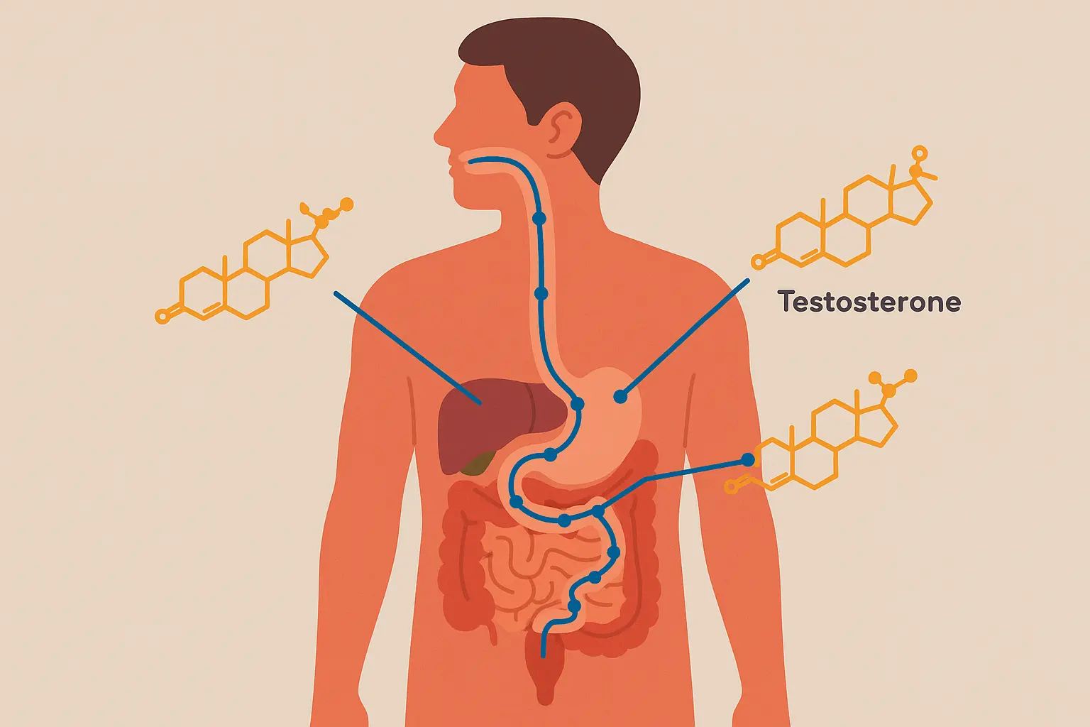 Male physiology and B12 processing differences