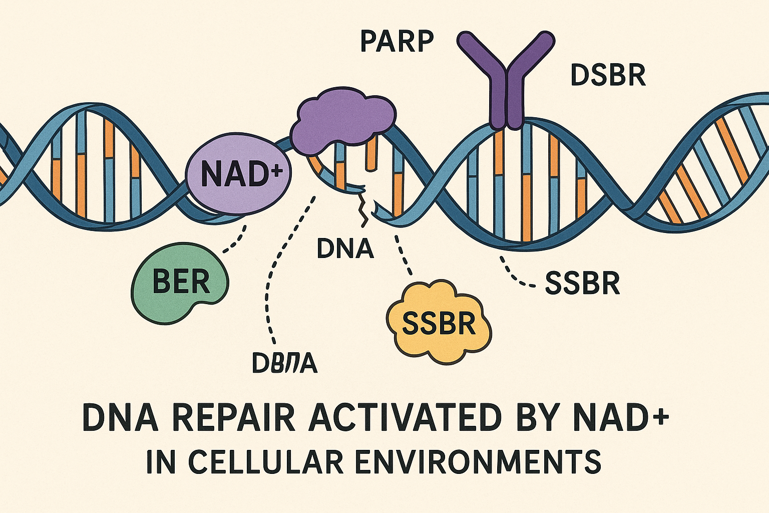 NAD cellular repair mechanisms