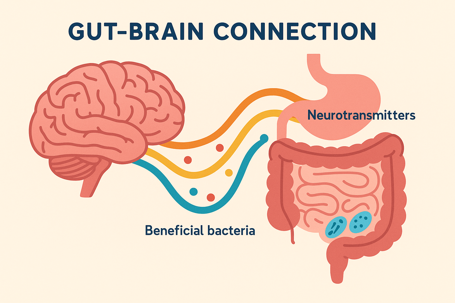 Gut-brain connection and executive function
