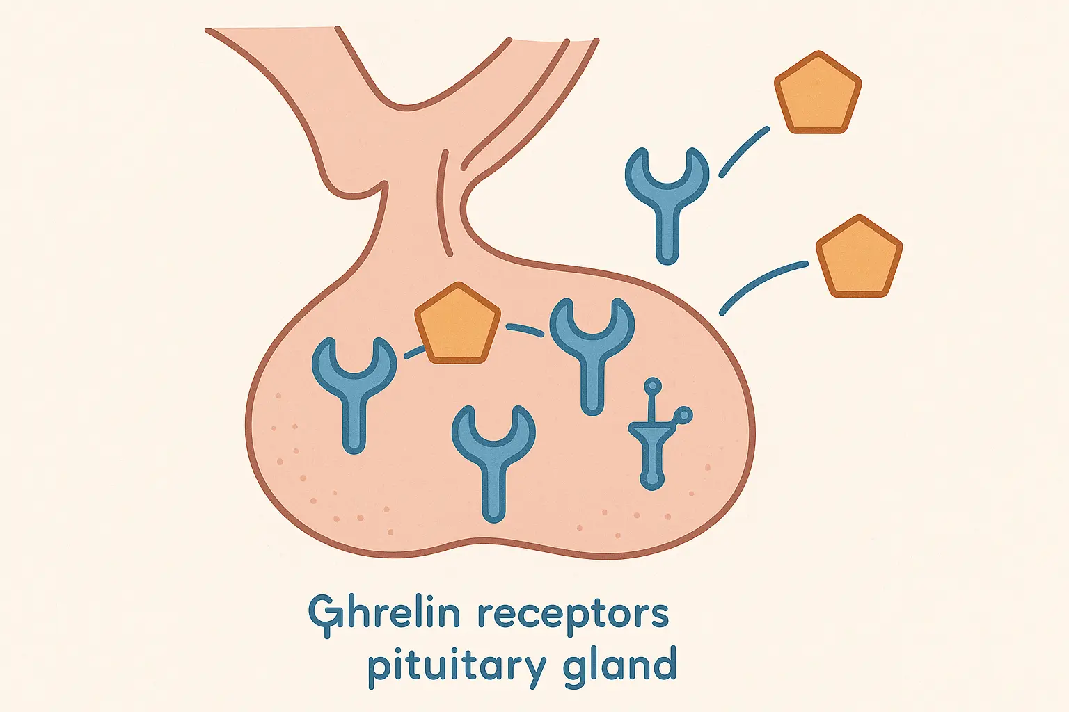 Ghrelin receptor targeting mechanism