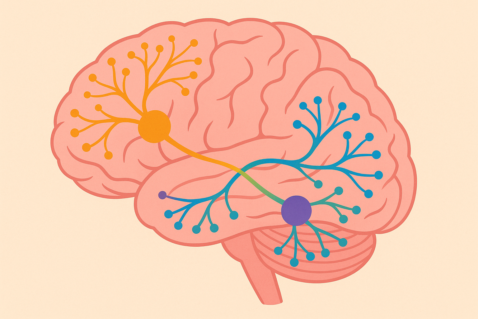 Brain chemistry and neurotransmitter function