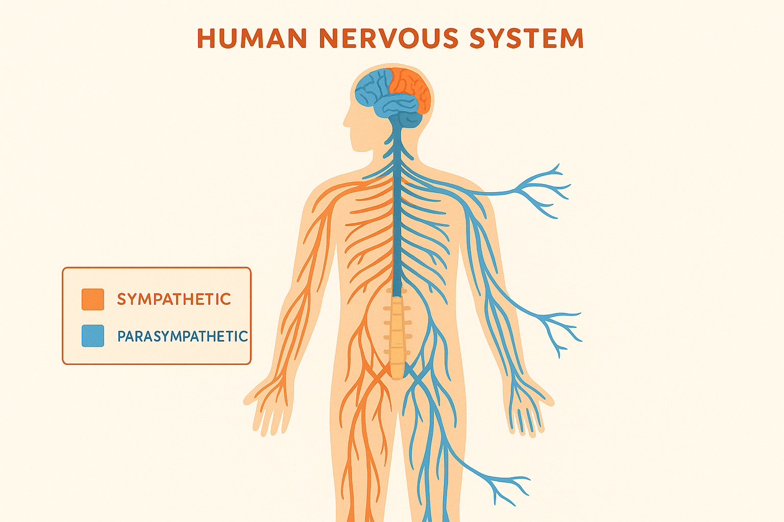 Nervous System Response to Heat Therapy