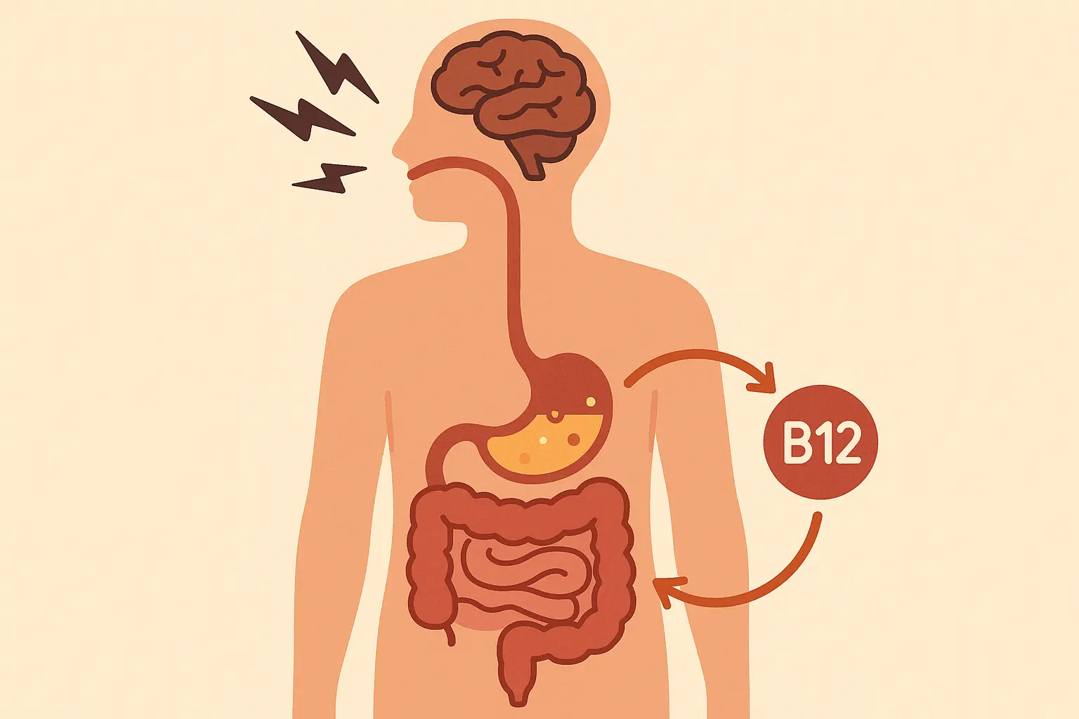 Gut-brain axis and B12 absorption pathway