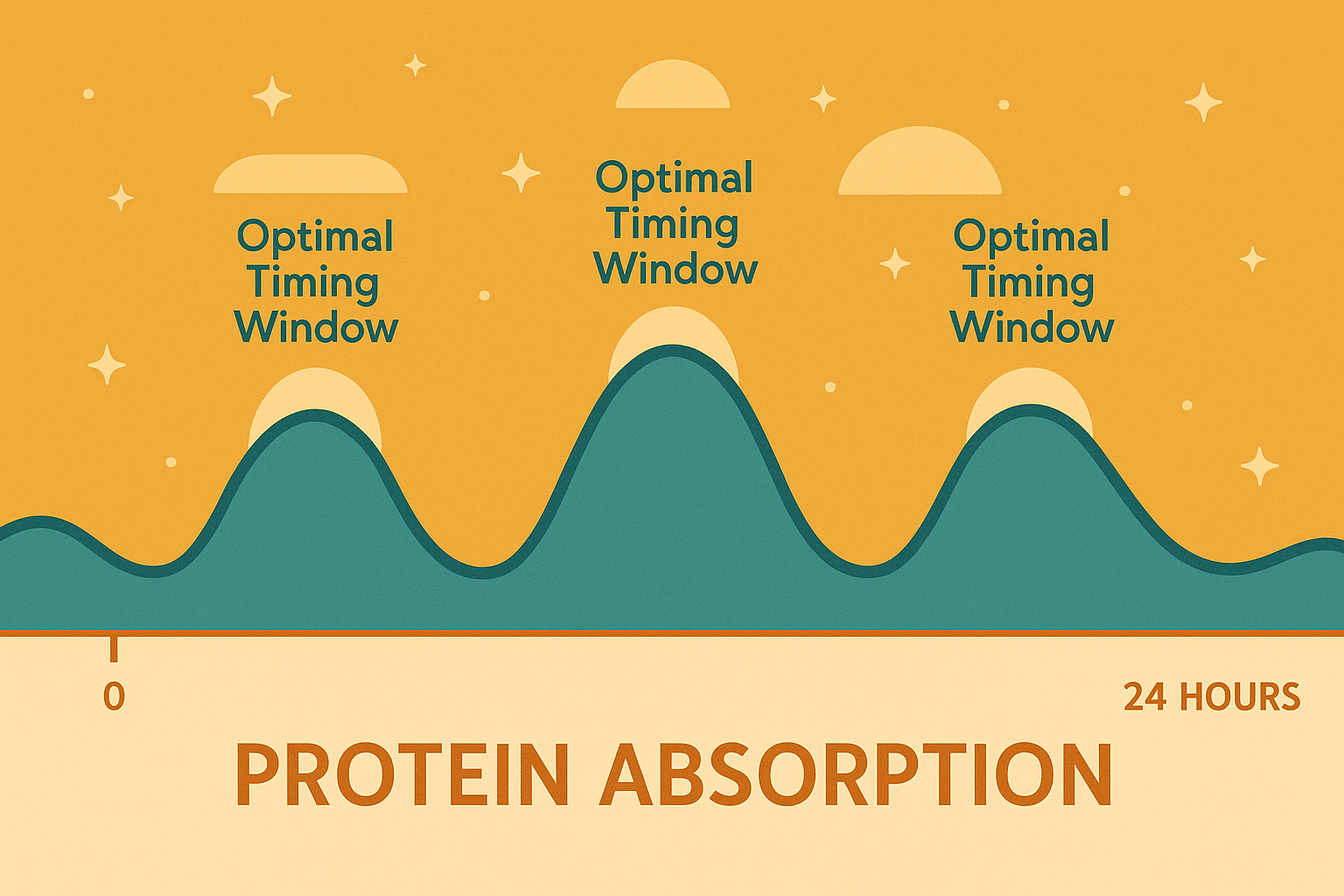 Protein timing optimization chart