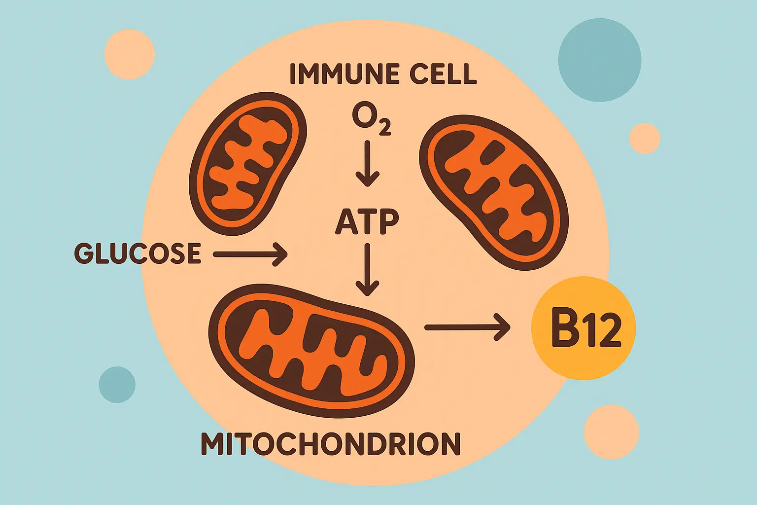 Mitochondria immune cell energy production