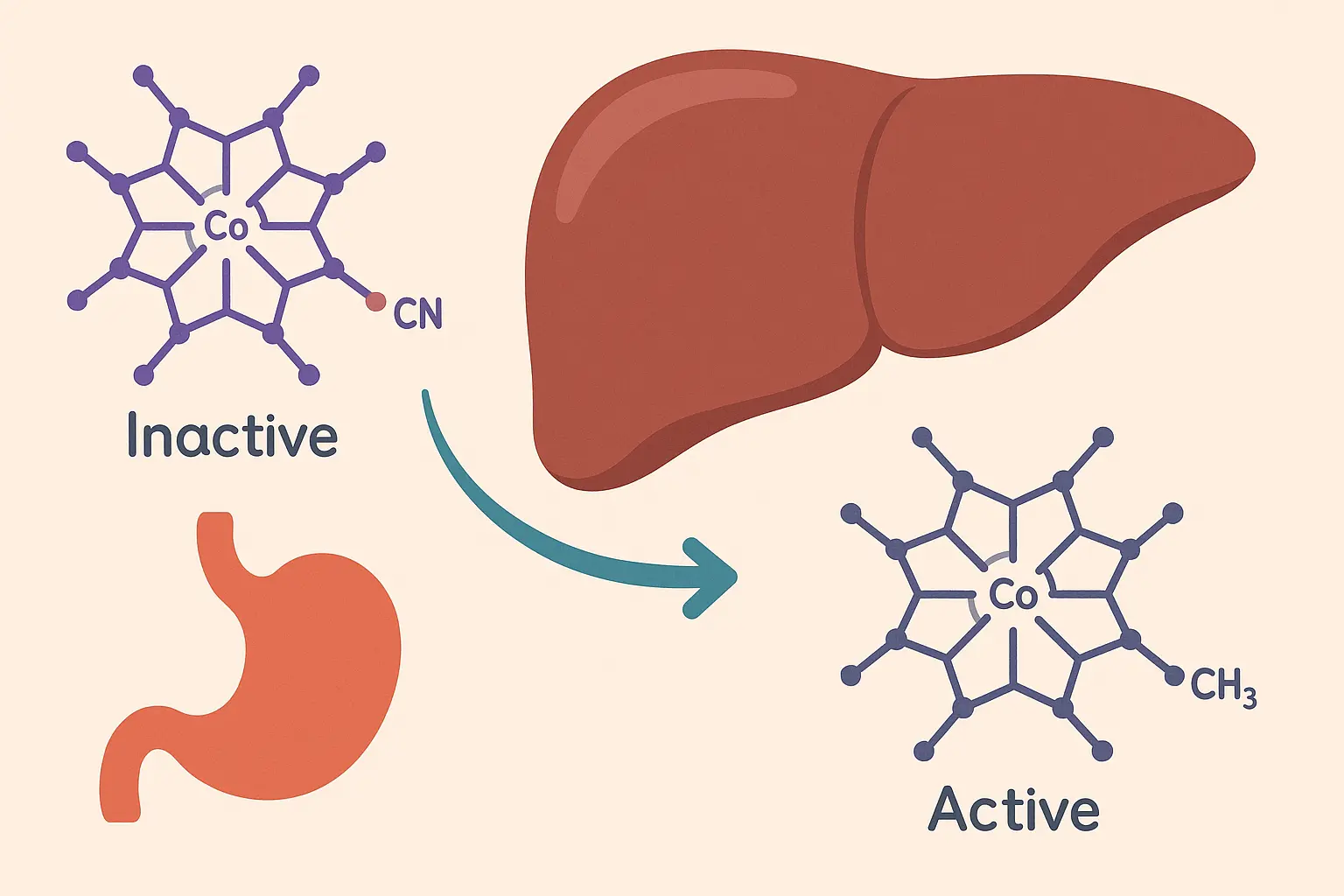 B12 cellular conversion process diagram