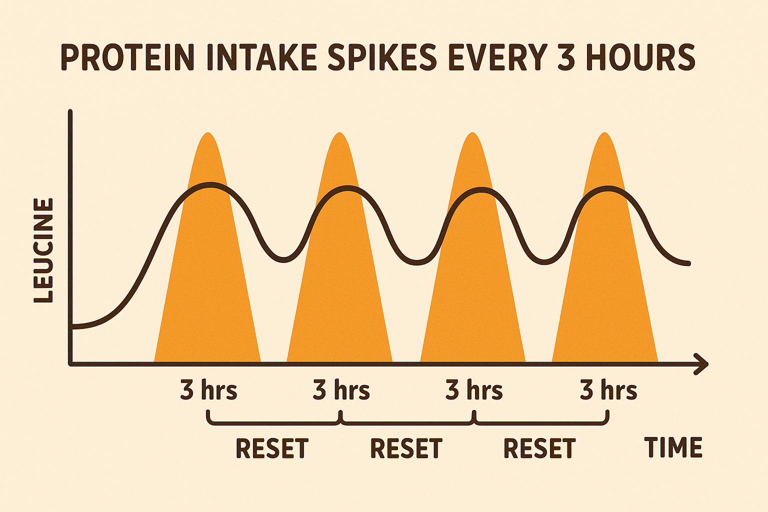 Protein reset timing cycle
