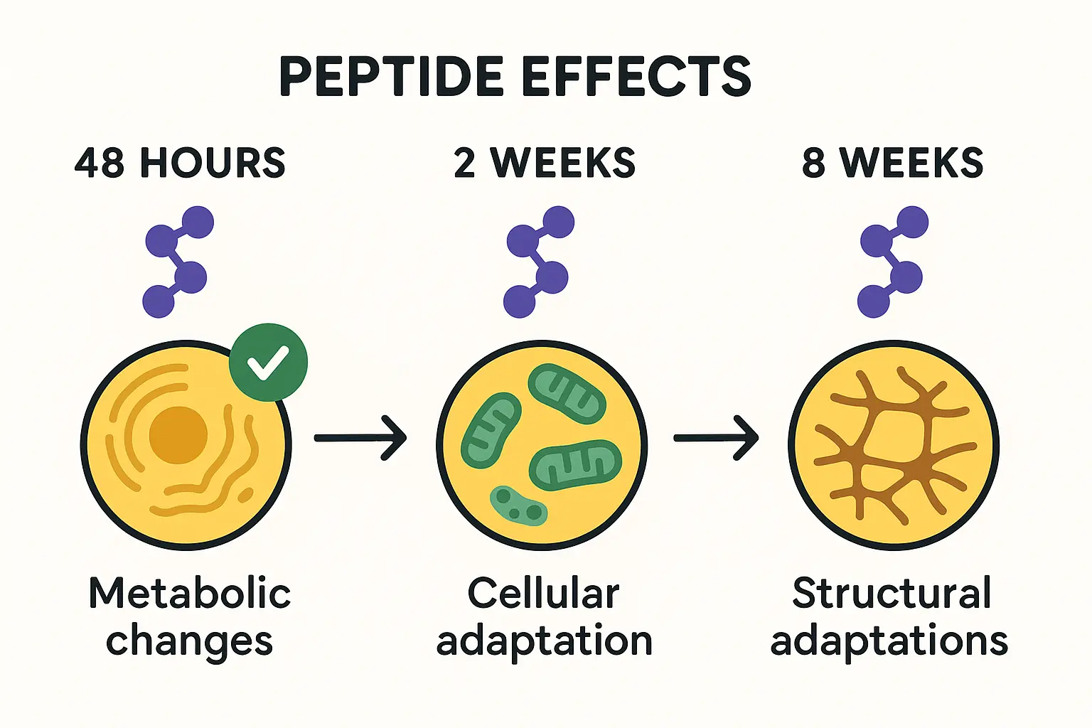 Timeline of peptide effects on athletic performance