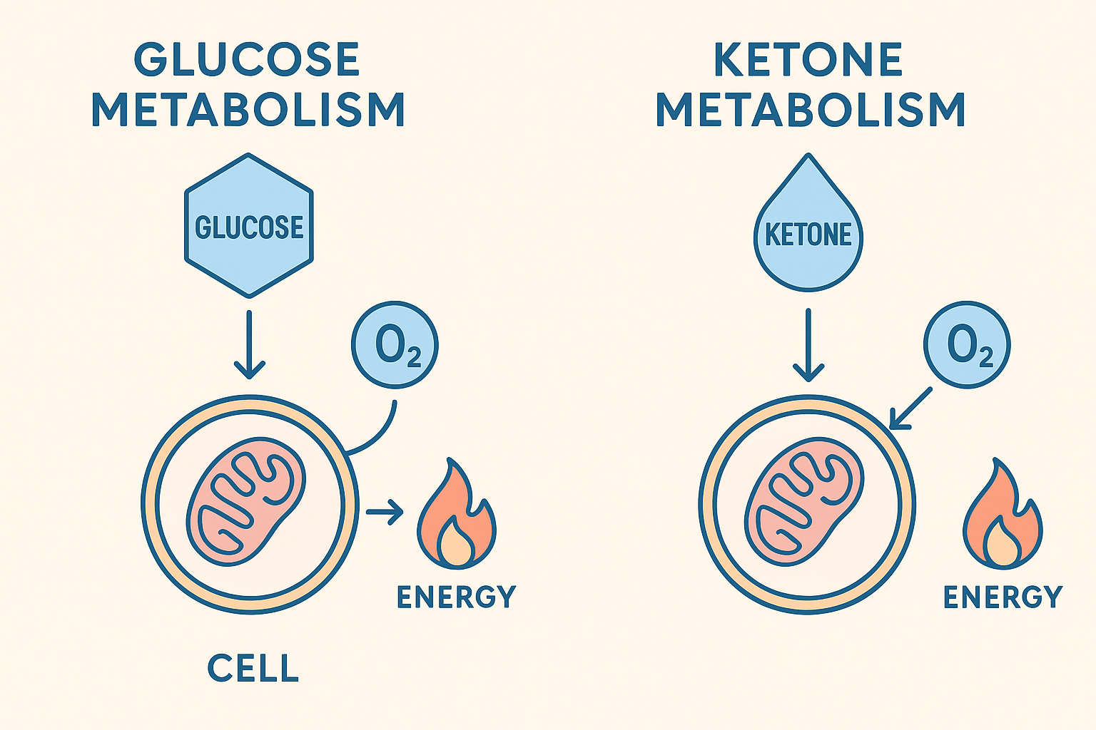 Ketone metabolism oxygen efficiency