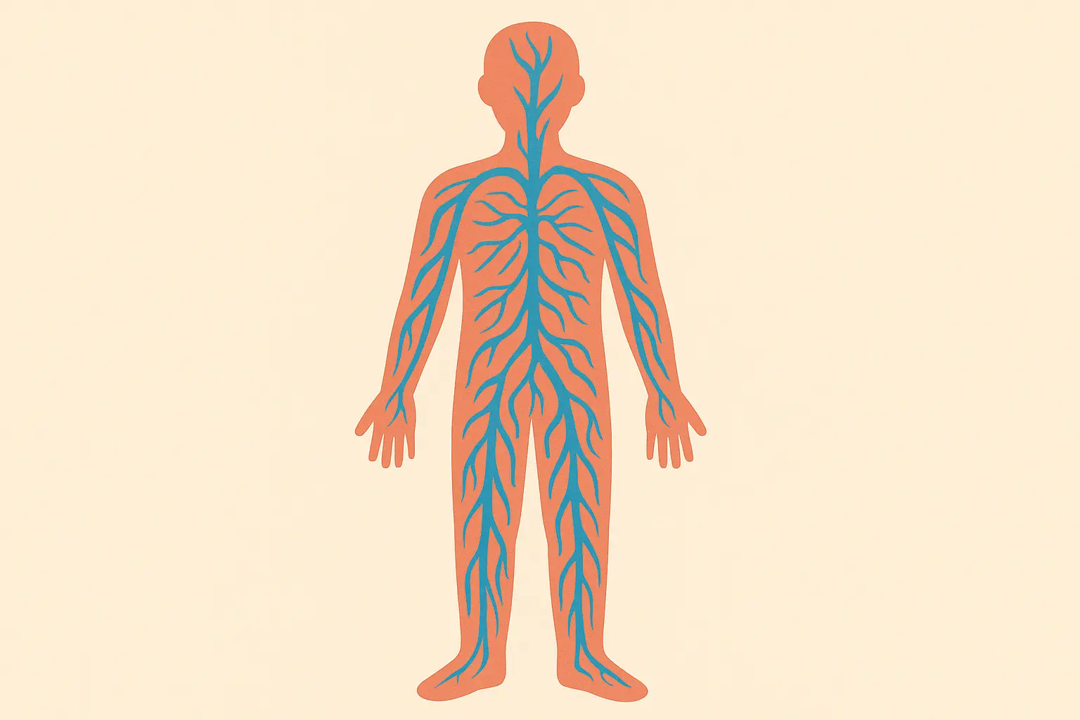 Natural diuretics and water balance system