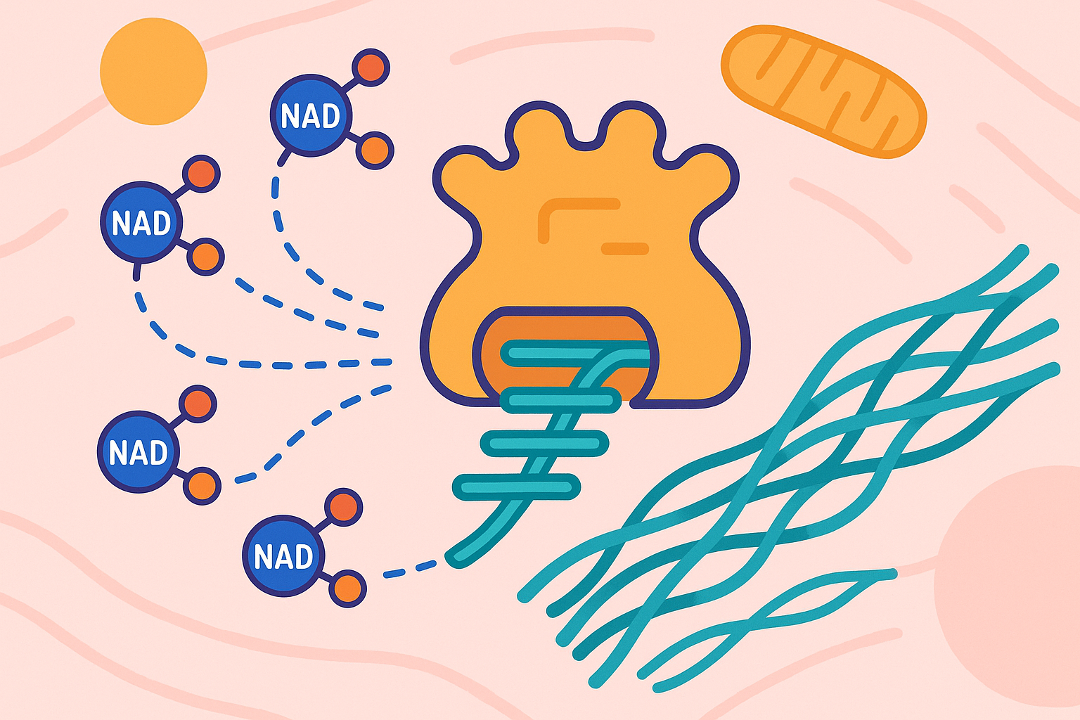 Mitochondrial energy production for collagen synthesis